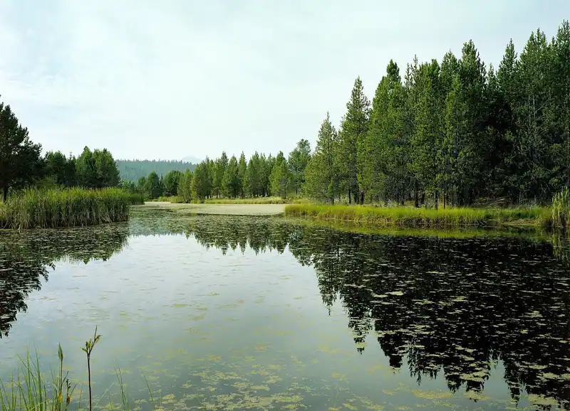 Lake Aspen and the pines in Sunriver, Oregon